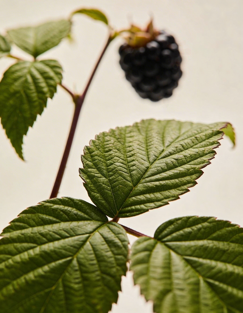 Björnbärsbladhydrolat YAG PRO